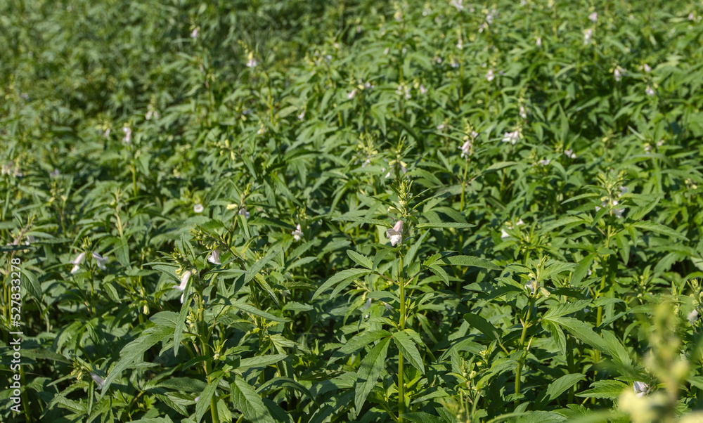 Green sesame plant blooming in field and bud Green sesame plant blooming in field and bud