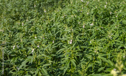 Green sesame plant blooming in field and bud