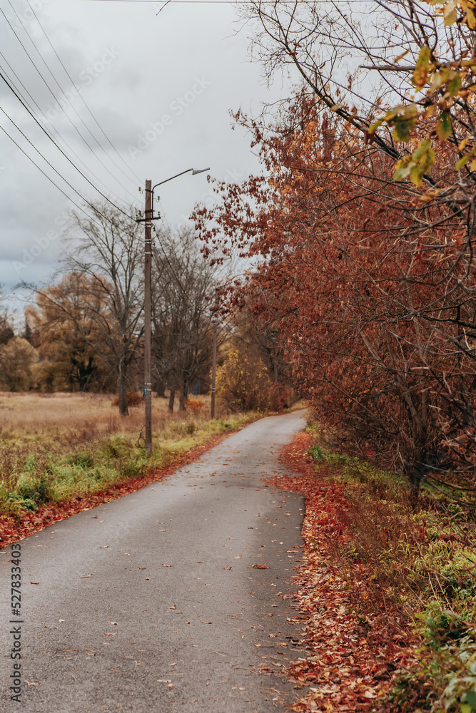 Late autumn in  city. Bare trees and brown leaves