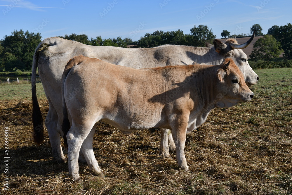 Un troupeau de vaches dans une exploitation agricole dans le Berry en France 