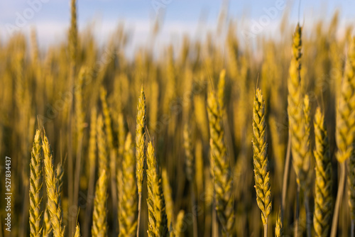 Ears of young wheat in the field. The concept of food crisis and disruption of supply and supply chains. World Hunger Issues