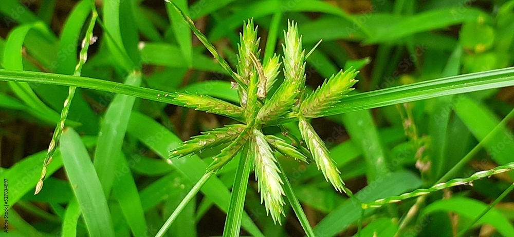 Cyperus Compressus or Annual Sedge on green grass background Cyperus Compressus or Annual Sedge on green grass background