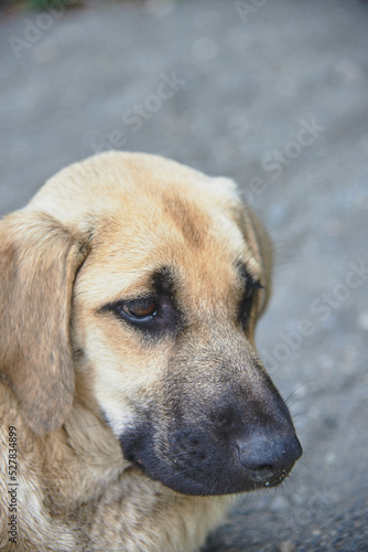 A large portrait of a homeless mongrel dog .