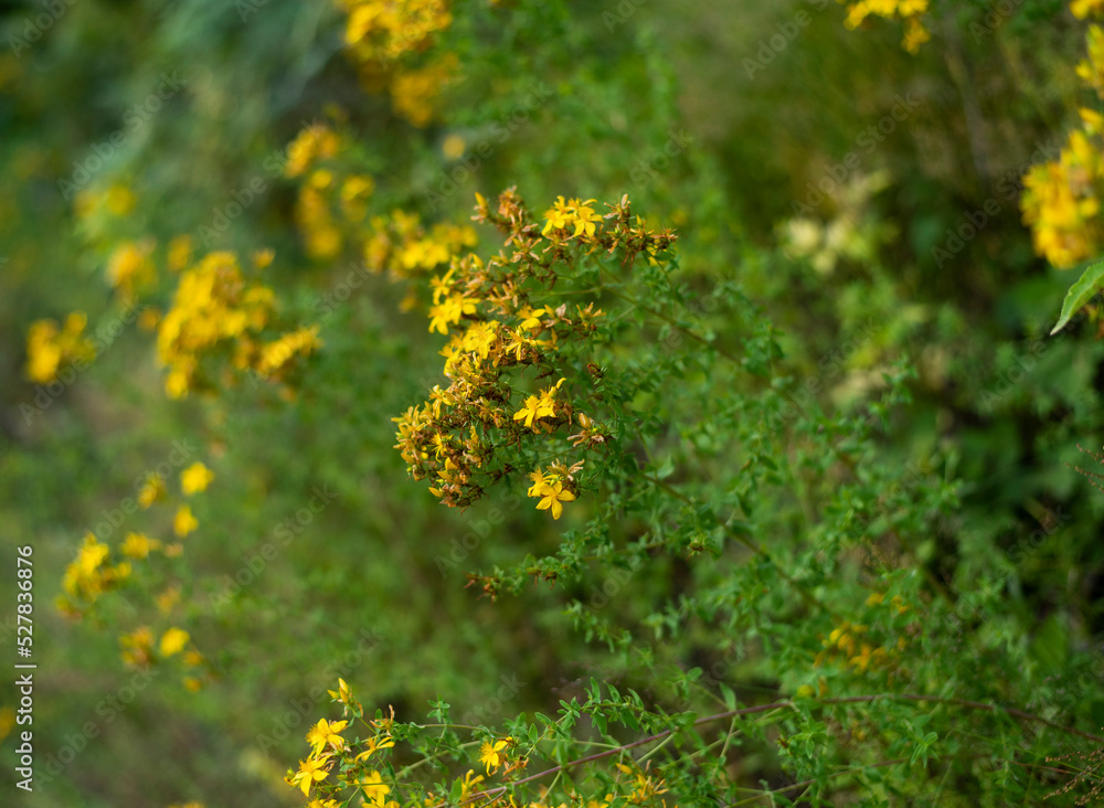 Obraz premium St. John's wort on mountain