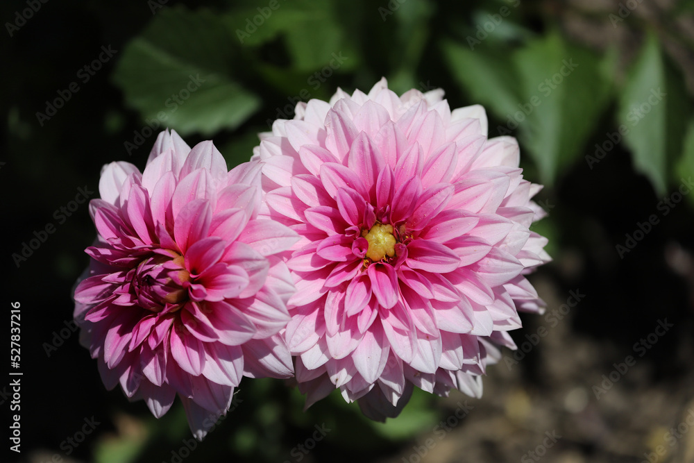 Pink dahlias close-up. Opened flower buds on a green background. Pink dahlias close-up. Opened flower buds on a green background.