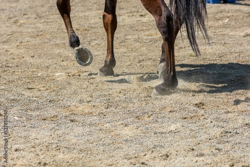movement of the hooves that shake the ground at the equestrian school