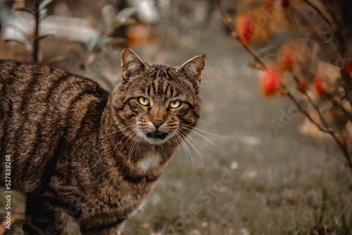 Cat in garden