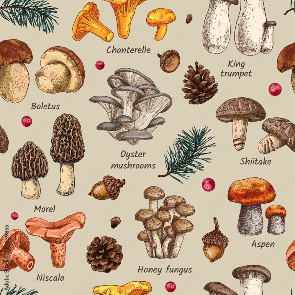 Hand drawn edible mushrooms collection. Autumn design. Vector seamless pattern. Boletus, Chanterelle, Aspen, Honey fungus, Morel, Oyster mushrooms, King trumpet, Shiitake, Niscalo. Hand drawn edible mushrooms collection. Autumn design. Vector seamless pattern. Boletus, Chanterelle, Aspen, Honey fungus, Morel, Oyster mushrooms, King trumpet, Shiitake, Niscalo.