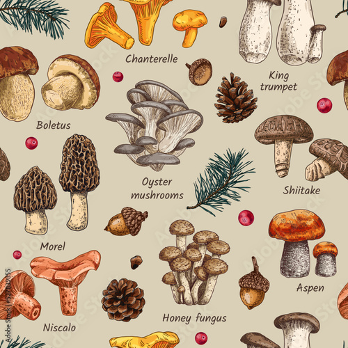 Hand drawn edible mushrooms collection. Autumn design. Vector seamless pattern. Boletus, Chanterelle, Aspen, Honey fungus, Morel, Oyster mushrooms, King trumpet, Shiitake, Niscalo.