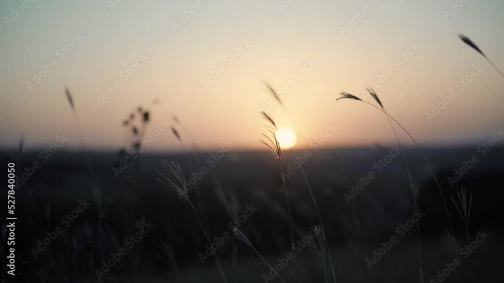 Reeds Sway On Wind And Sun Rays.Wild Grass Sway From Wind On Nature Sky.Reed In Meadow Sways.Grass Blowing On Nature Autumn Field.Fall In Herb Meadow On Pond Countryside.Nature Windy Day.Golden Sunset Reeds Sway On Wind And Sun Rays.Wild Grass Sway From Wind On Nature Sky.Reed In Meadow Sways.Grass Blowing On Nature Autumn Field.Fall In Herb Meadow On Pond Countryside.Nature Windy Day.Golden Sunset