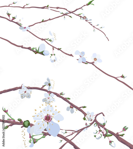 blossom background
