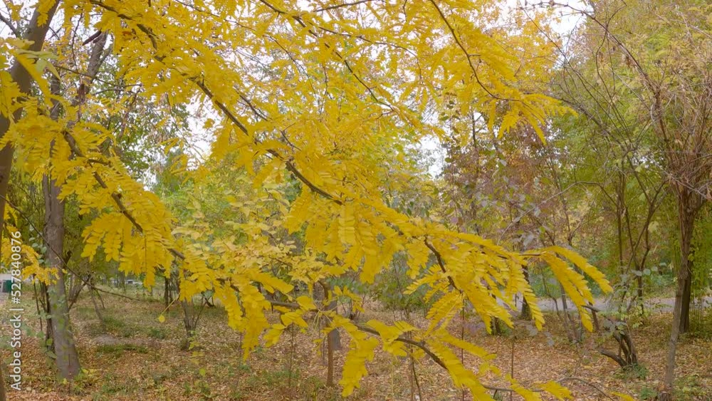 Yellow leaves blowing in the gentle wind of autumn Yellow leaves blowing in the gentle wind of autumn