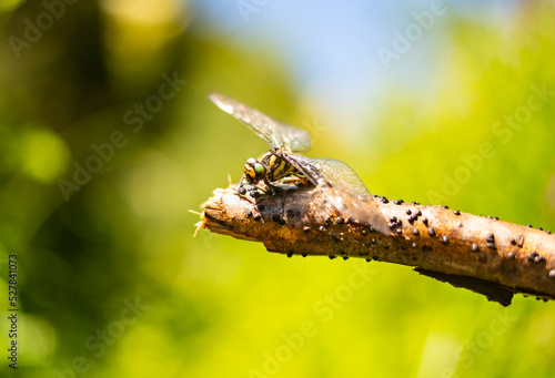 Close up photo of dragonfly on branch photo