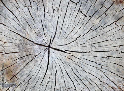 Gray wooden background board texture surface abstract pattern with cracks. Vintage stump rings old aged wood cross section backdrop concept