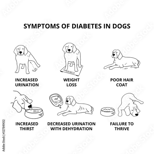 Outline illustration of beagle dog and symptoms of diabetes on white background