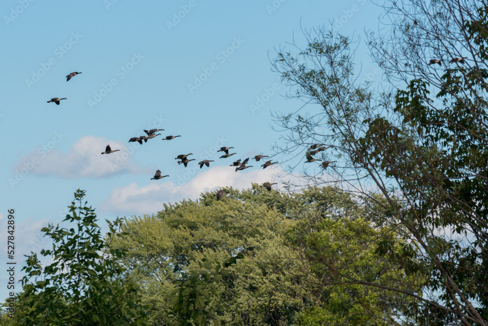 Canada Geese Fly In Loose Formation Against A Blue Sky Canada Geese Fly In Loose Formation Against A Blue Sky