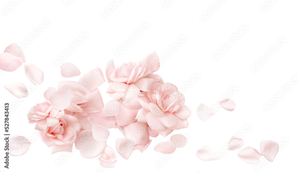Pale pink rose on white background with petals, closeup texture of rose petals