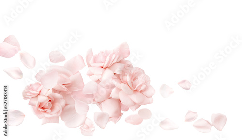 Pale pink rose on white background with petals, closeup texture of rose petals © Soho A studio