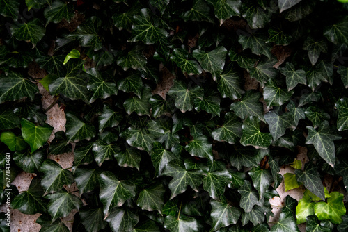 Green ivy leaves, on the wall. Leaves texture.