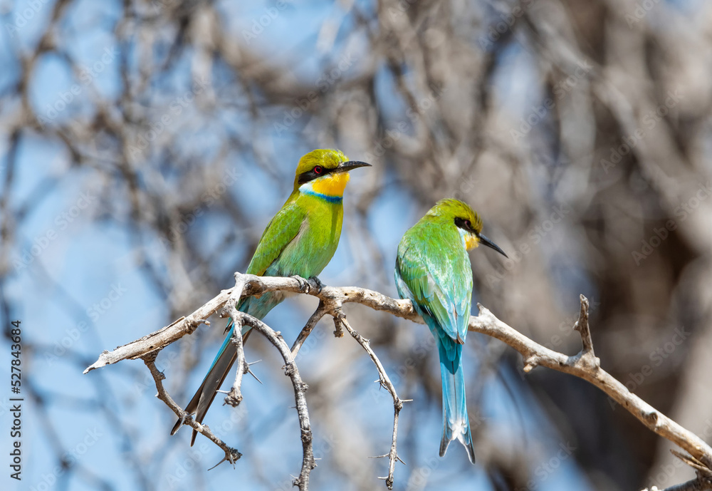 Swallow-tailed Bee-eater Swallow-tailed Bee-eater