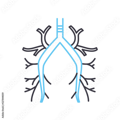 bronchus line icon, outline symbol, vector illustration, concept sign