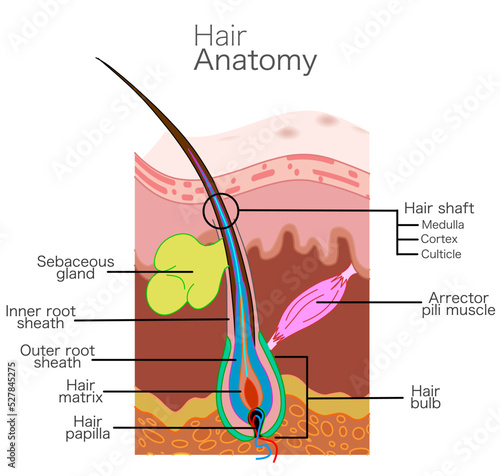 Hair structure, anatomy. Skin part diagram. Sebaceous gland, inner outer root sheath, shaft, cortex, medulla, arrector pili muscle, papilla, bulb matrix  capillary bulb follicle, explanations. Vector photo