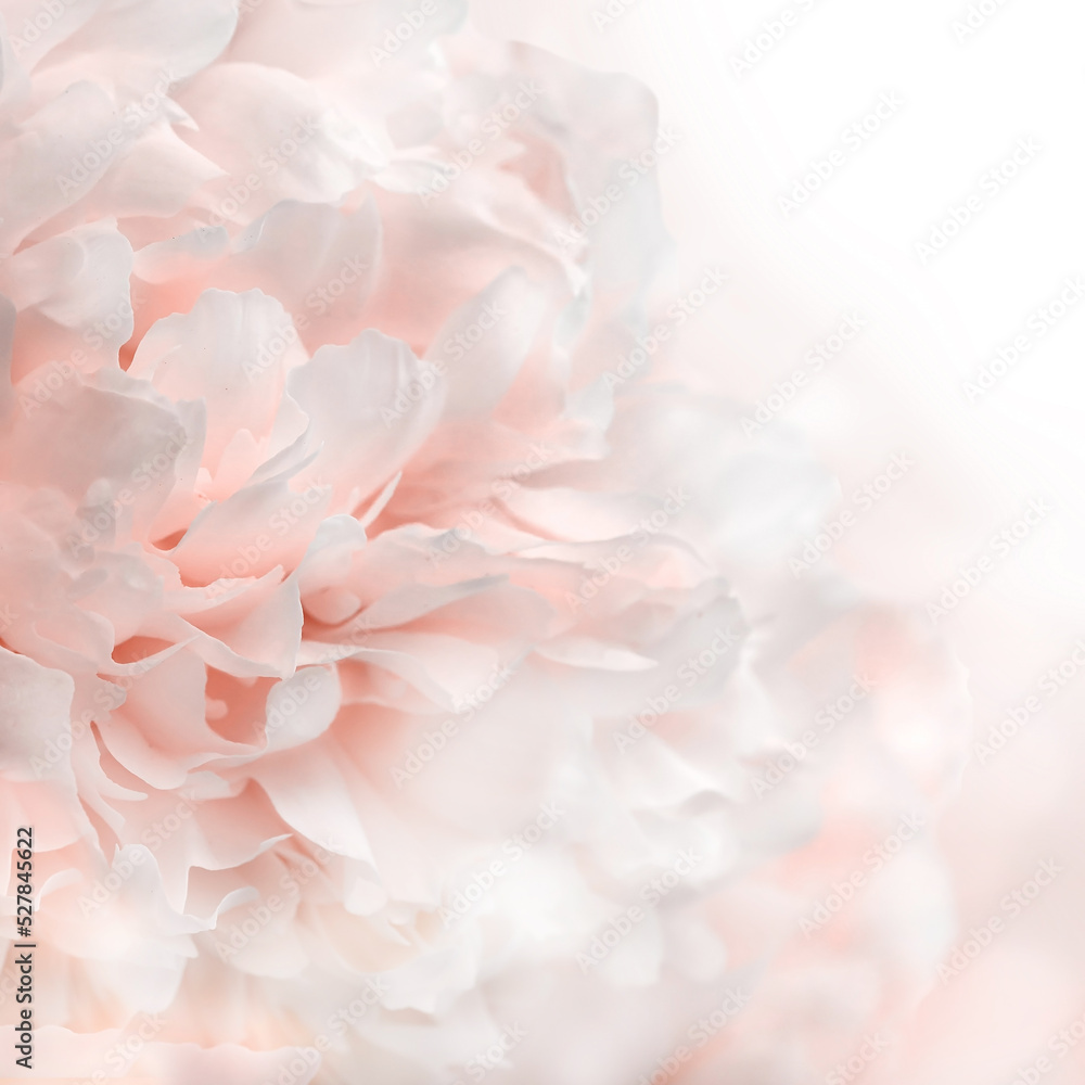 White and pink peony petals background, closeup texture of peonies White and pink peony petals background, closeup texture of peonies