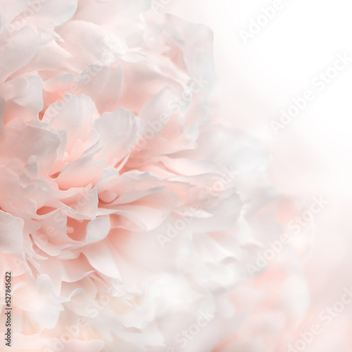 Fototapeta Naklejka Na Ścianę i Meble -  White and pink peony petals background, closeup texture of peonies
