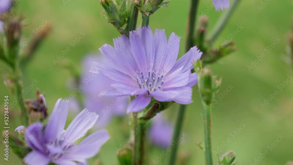 Blue flowers of natural chicory in summer floral background. Cichorium intybus