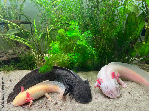 Ambystoma Mexicanum photo