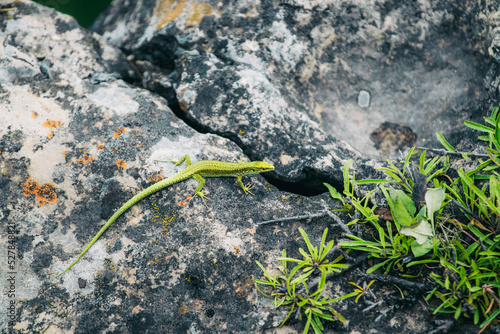 Close up view of a tiny little green lizard crawling in a canyon area