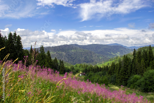 Fairy forest landscape in cloudy weather in the Carpathians. Beautiful Ukrainian mountains in the background. © yangelia