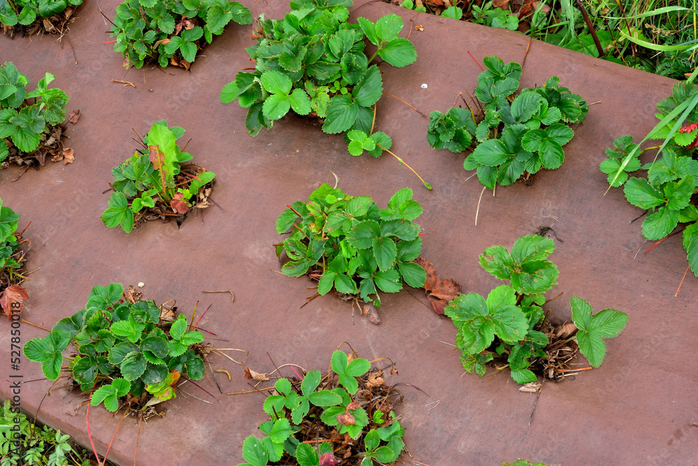 A fragment of a strawberry bed after harvesting A fragment of a strawberry bed after harvesting