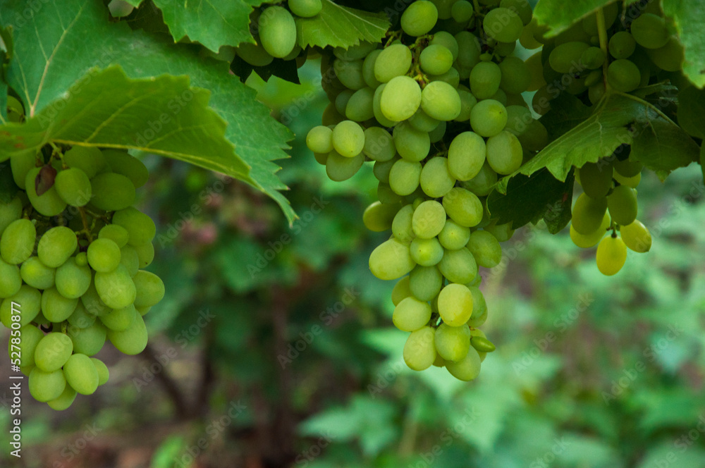 Grono of green grapes in the vineyard. the concept of growing grapes. wine making illustration. big grapes in the garden Grono of green grapes in the vineyard. the concept of growing grapes. wine making illustration. big grapes in the garden