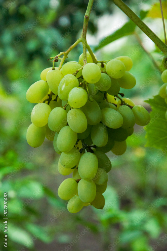 Grono of green grapes in the vineyard. the concept of growing grapes. wine making illustration. big grapes in the garden