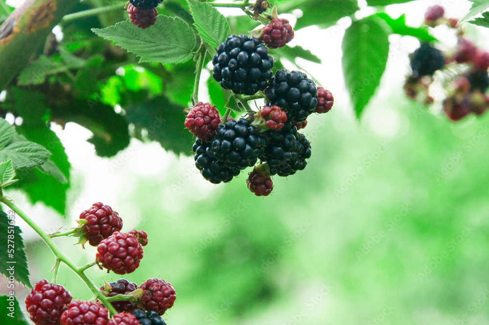 ripe blackberries in the garden. dark sweet berries in the forest. the concept of growing blackberries. raspberry cumberland on a plantation ripe blackberries in the garden. dark sweet berries in the forest. the concept of growing blackberries. raspberry cumberland on a plantation