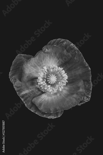 Inner View Of Poppy Flower Over Black Back Ground