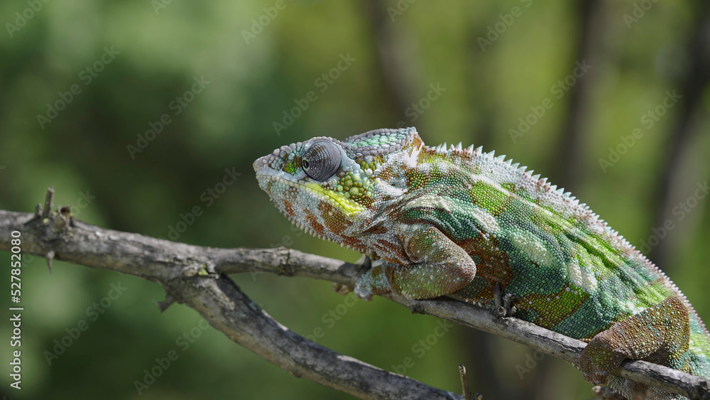 Chameleon sits on a tree branch and looks around. Panther chameleon (Furcifer pardalis). Close-up Chameleon sits on a tree branch and looks around. Panther chameleon (Furcifer pardalis). Close-up