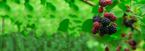 ripe blackberries in the garden. dark sweet berries in the forest. the concept of growing blackberries. raspberry cumberland on a plantation