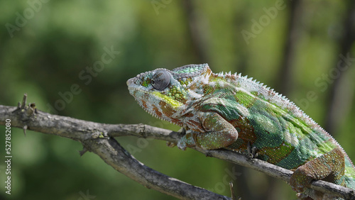 Chameleon sits on a tree branch and looks around. Panther chameleon (Furcifer pardalis). Close-up