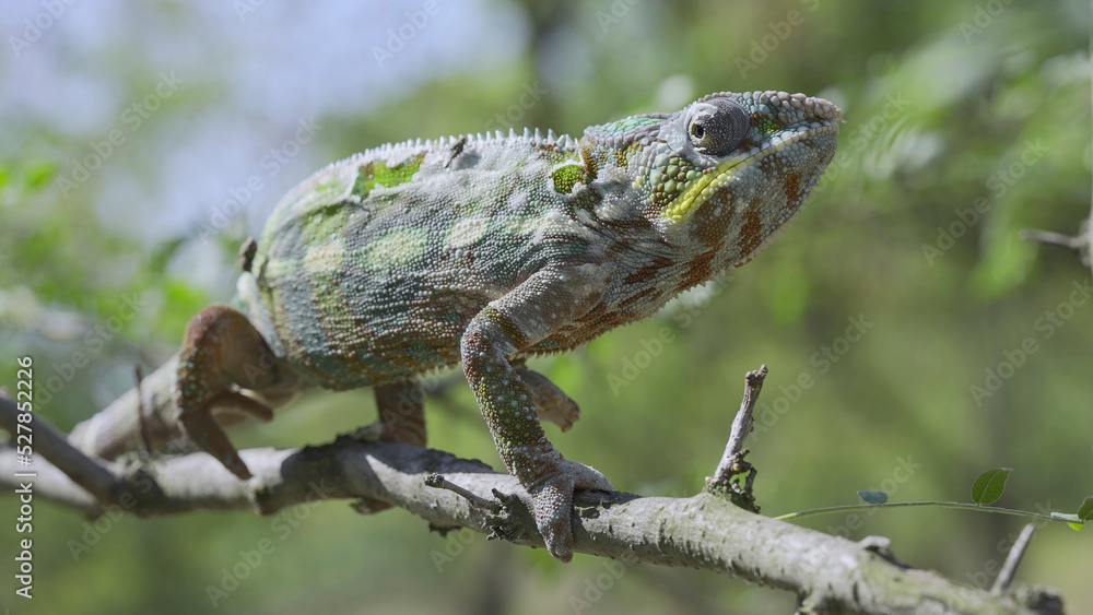 Closeup of Chameleon sits on a tree branch and looks around during molting. Panther chameleon (Furcifer pardalis). Closeup of Chameleon sits on a tree branch and looks around during molting. Panther chameleon (Furcifer pardalis).