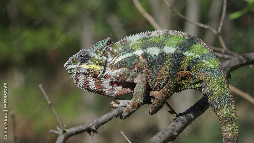 Close up of Chameleon sits on a tree branch and looks around. Panther chameleon (Furcifer pardalis) Close up of Chameleon sits on a tree branch and looks around. Panther chameleon (Furcifer pardalis)