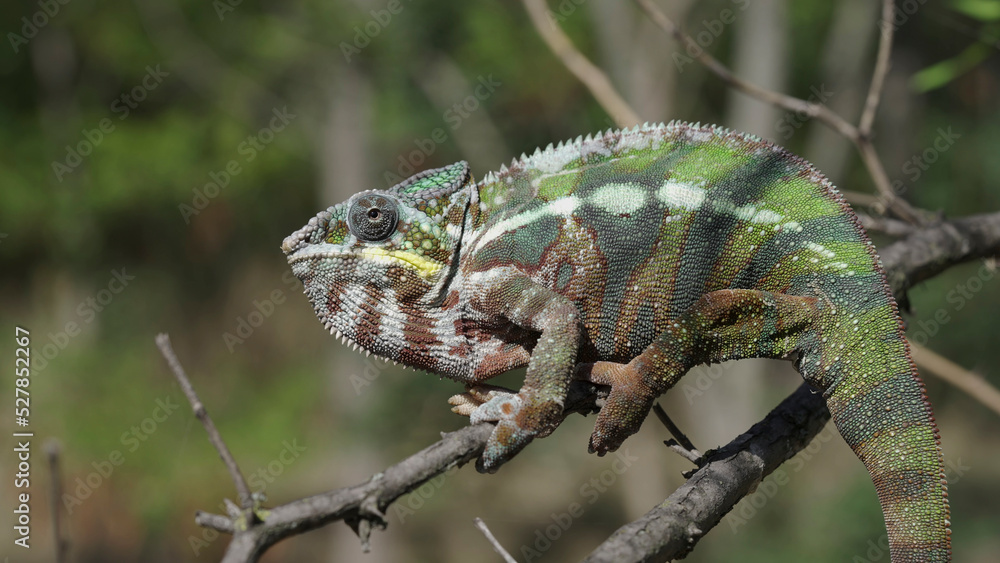 Close up of Chameleon sits on a tree branch and looks around. Panther chameleon (Furcifer pardalis) Close up of Chameleon sits on a tree branch and looks around. Panther chameleon (Furcifer pardalis)