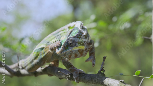 Close-up of Chameleon scratching its head with its hind paw during a molt. Panther chameleon (Furcifer pardalis) sits on a tree branch.