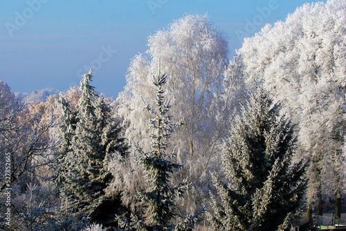 vereiste Bäume photo