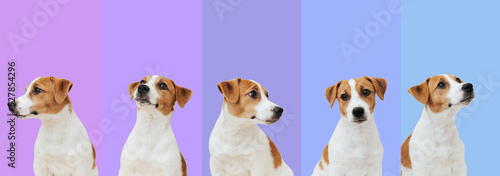 Art collage made of funny Jack Russell Terrier dog on multicolored studio background. Concept of pets love, animal life. Copy space for ad, flyer