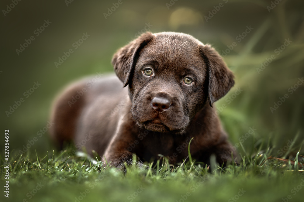brown labrador retriever puppy lying down on grass, close up portrait brown labrador retriever puppy lying down on grass, close up portrait