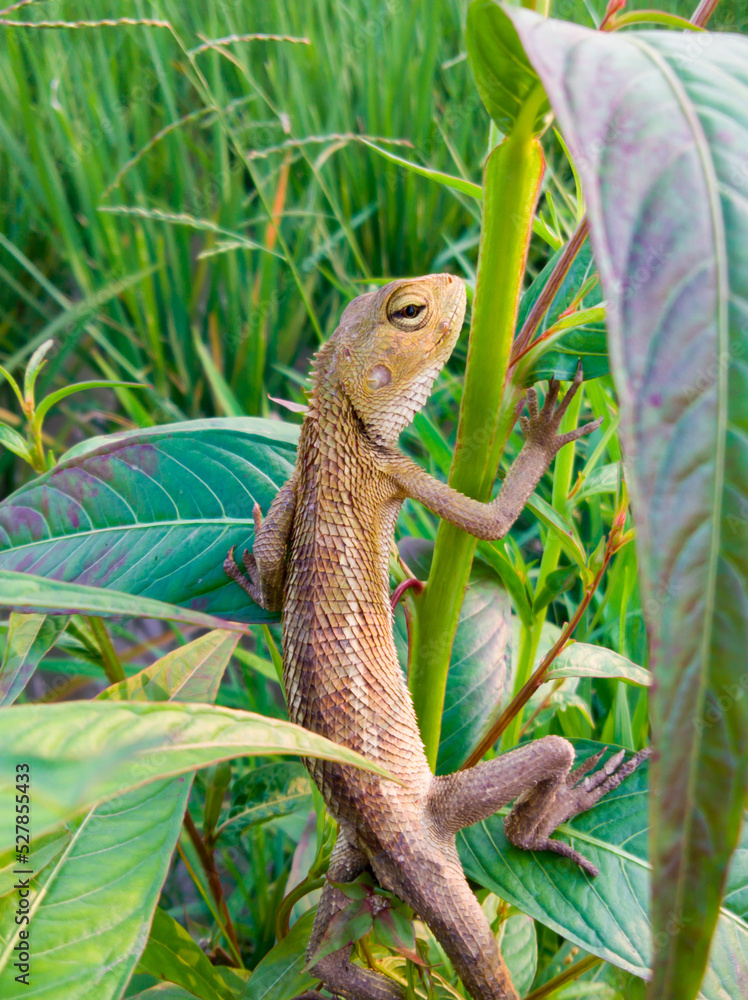 Fototapeta premium lizard on a tree