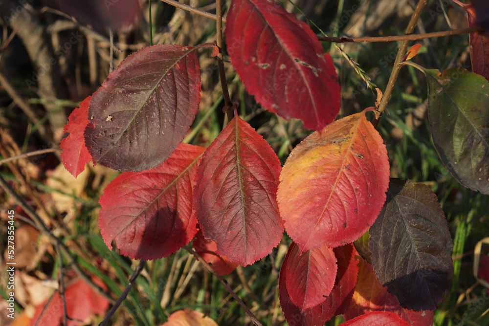 red yellow burgundy orange leaves hang on tree branches on an autumn sunny day red yellow burgundy orange leaves hang on tree branches on an autumn sunny day