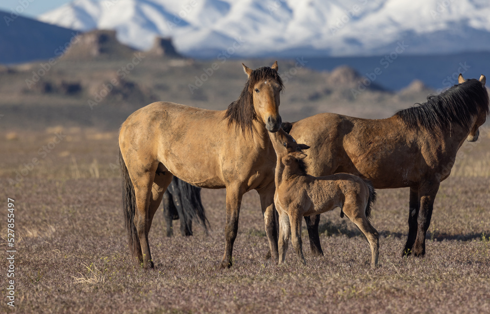 Wild Horses in the Utah Desert in Springtime Wild Horses in the Utah Desert in Springtime